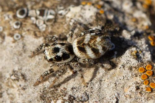 Réf. 276 548 : Salticus scenicus